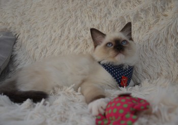 femelle seal mitted - 11 semaines - Chatterie Ragdolls du Val de Beauvoir